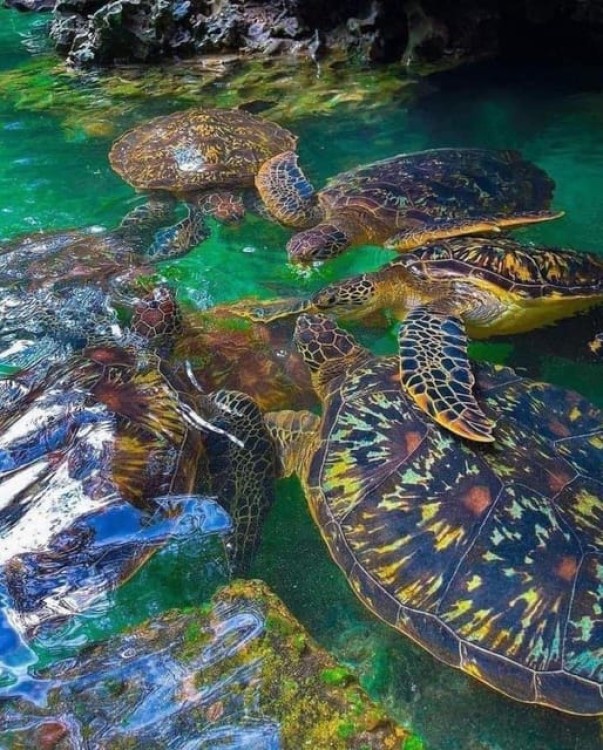 Zanzibar: Swim with turtles at Nungwi | ®ExcursionMania