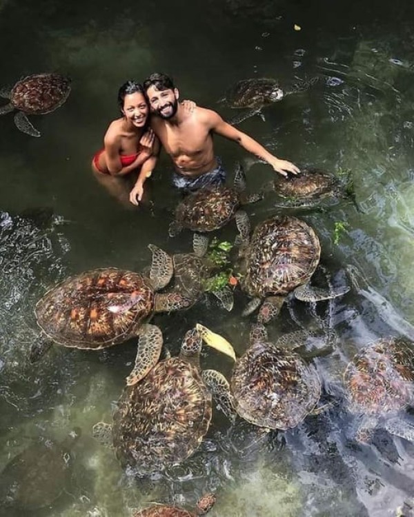 Zanzibar: Swim with turtles at Nungwi | ®ExcursionMania