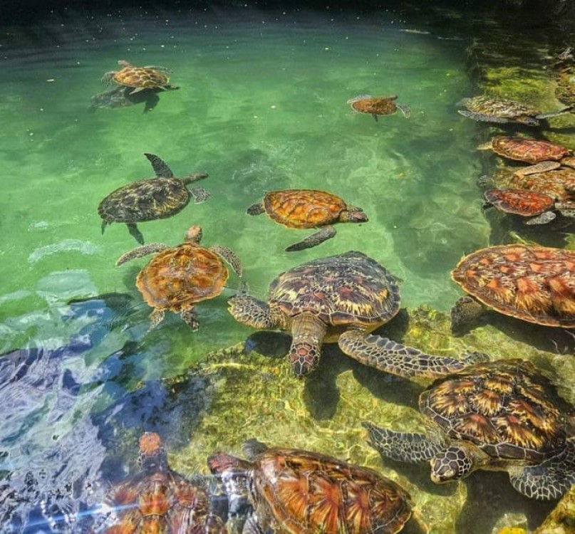 Zanzibar: Swim with turtles at Nungwi | ®ExcursionMania