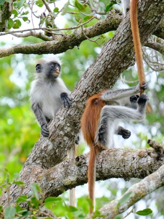 Zanzibar: Jozani and Spice Escape | ®ExcursionMania