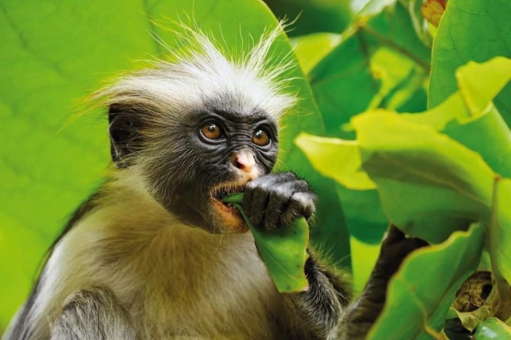 Zanzibar: Jozani and Spice Escape | ®ExcursionMania