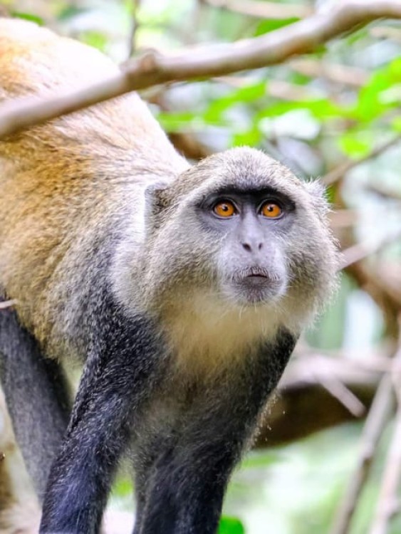 Zanzibar: Jozani and Spice Escape | ®ExcursionMania