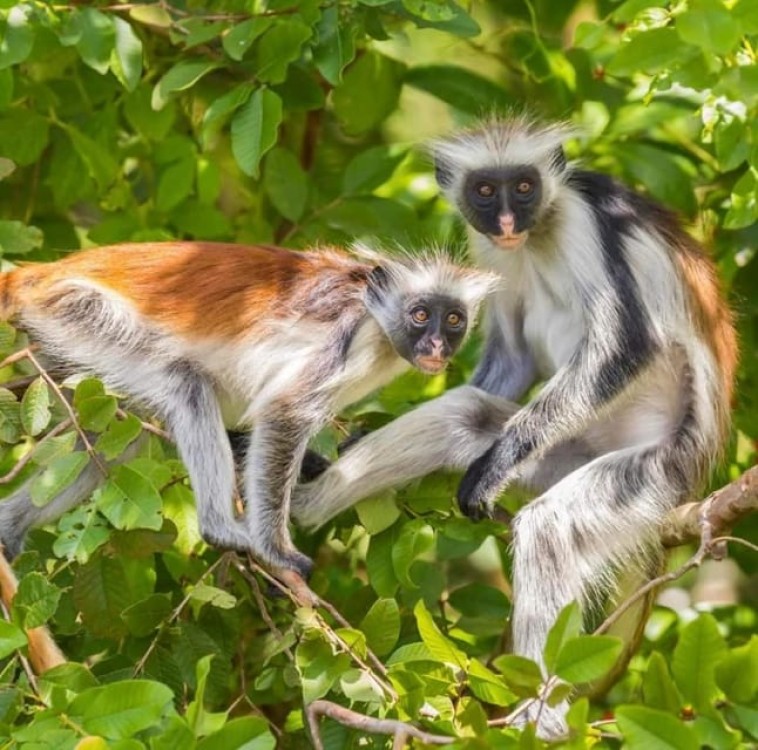 Zanzibar: Jozani and Spice Escape | ®ExcursionMania