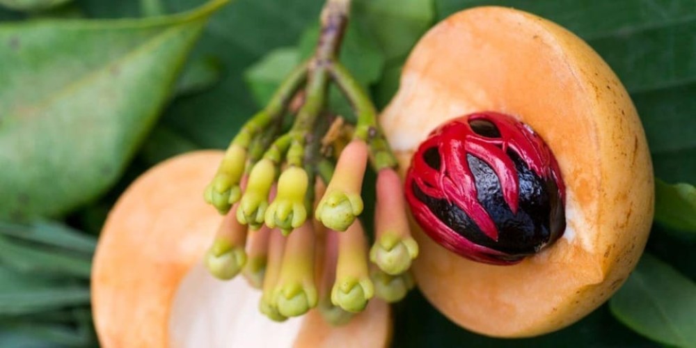 Zanzibar: Jozani and Spice Escape | ®ExcursionMania