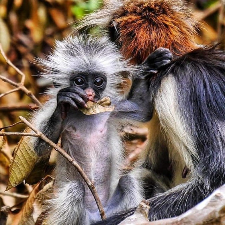 Zanzibar: Jozani and Spice Escape | ®ExcursionMania