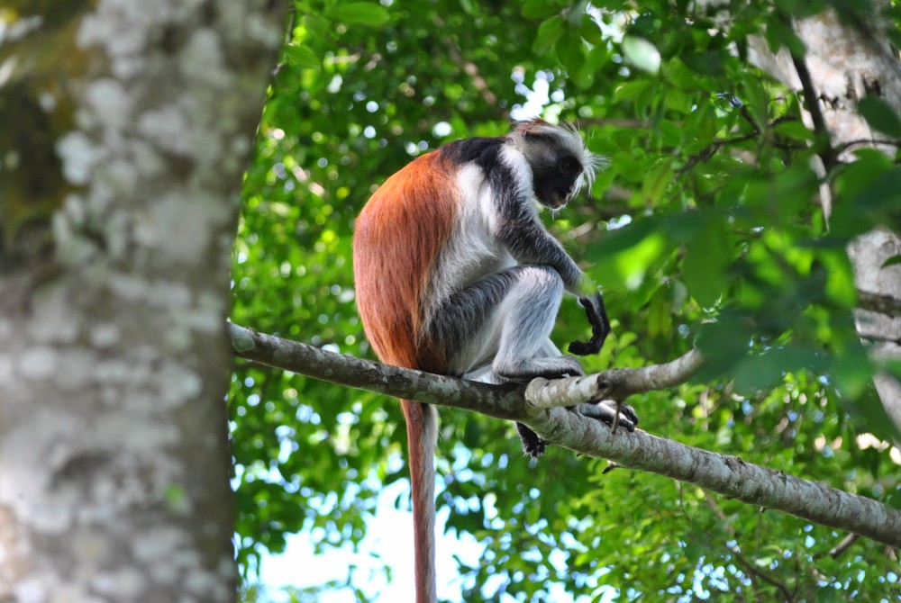 Zanzibar: Jozan Forest, Cave with The Rock Restaurant | ®ExcursionMania