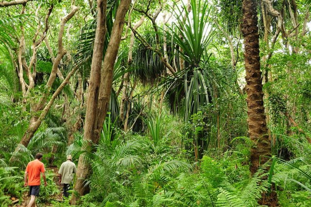 Zanzibar: Jozan Forest, Cave with The Rock Restaurant | ®ExcursionMania