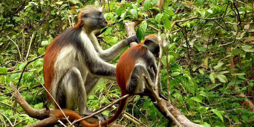 Zanzibar: Jozan Forest, Cave with The Rock Restaurant | ®ExcursionMania
