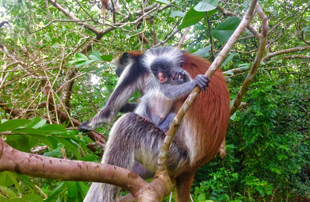 Zanzibar: Jozan Forest, Cave with The Rock Restaurant | ®ExcursionMania