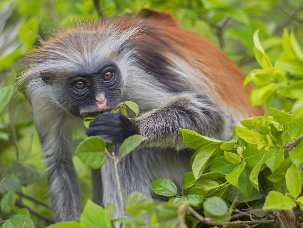 Zanzibar: Jozan Forest, Cave with The Rock Restaurant | ®ExcursionMania