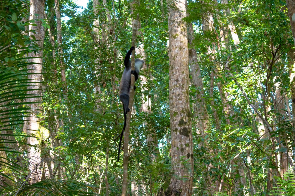 Zanzibar: Jozan Forest, Cave with The Rock Restaurant | ®ExcursionMania