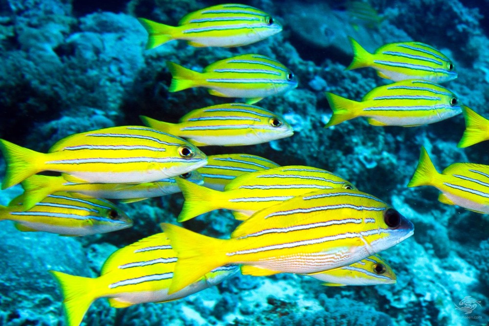 Zanzibar: Starfish, Blue Lagoon, and The Rock Restaurant | ®ExcursionMania