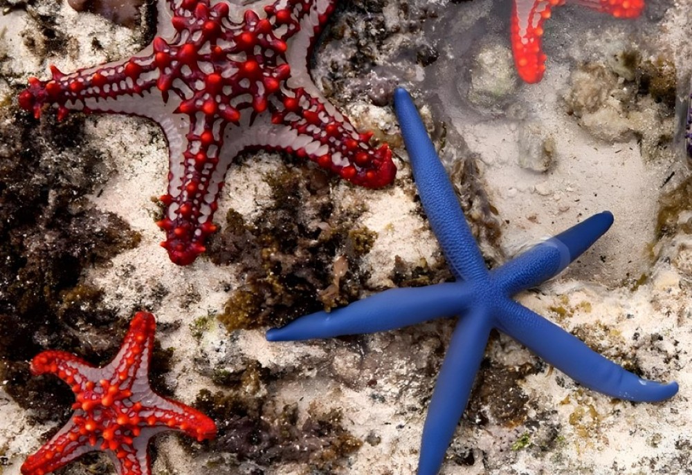 Zanzibar: Starfish, Blue Lagoon, and The Rock Restaurant | ®ExcursionMania