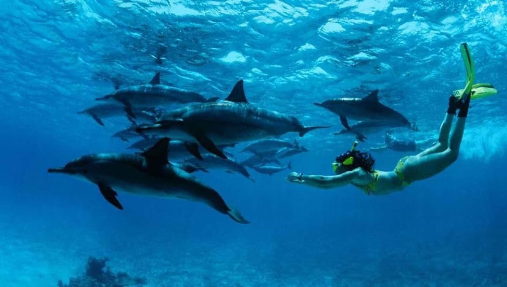 From Nungwi : Mnemba Boat Trip and Dolphin Snorkel Adventure | ®ExcursionMania