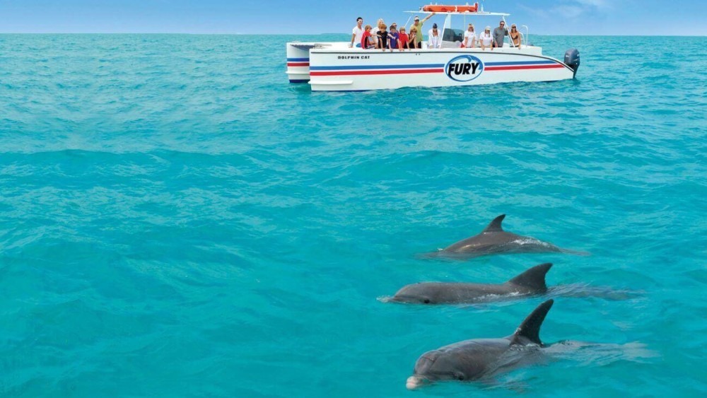 From Nungwi : Mnemba Boat Trip and Dolphin Snorkel Adventure | ®ExcursionMania