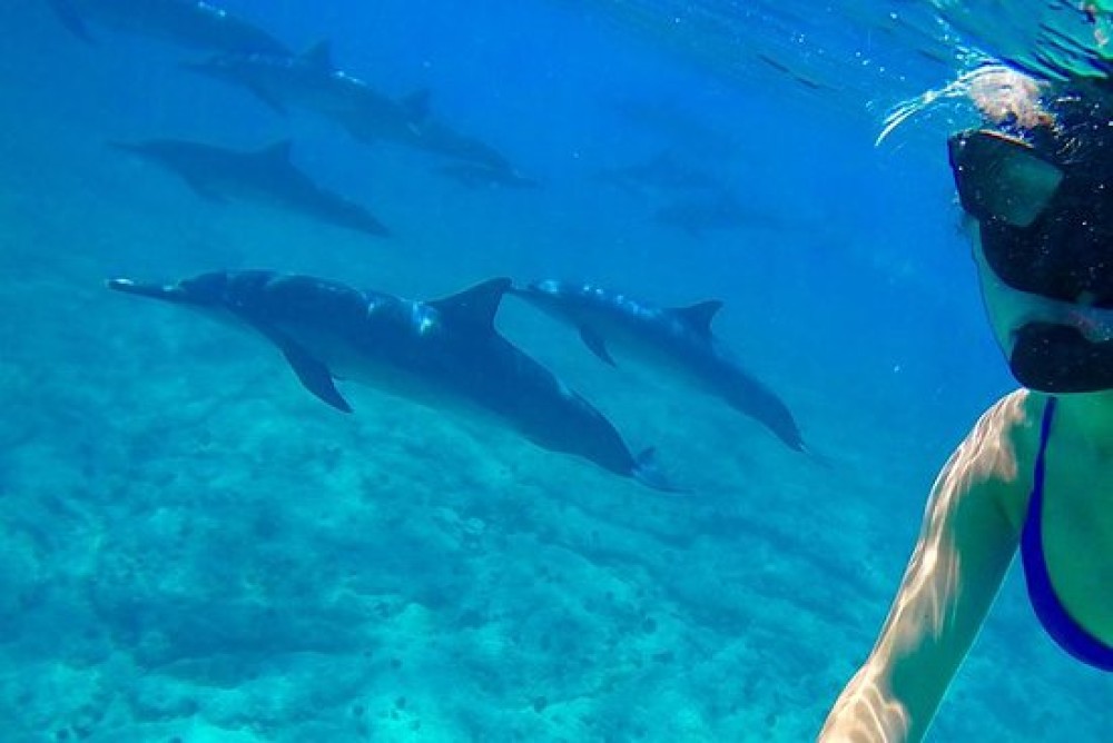 From Nungwi : Mnemba Boat Trip and Dolphin Snorkel Adventure | ®ExcursionMania