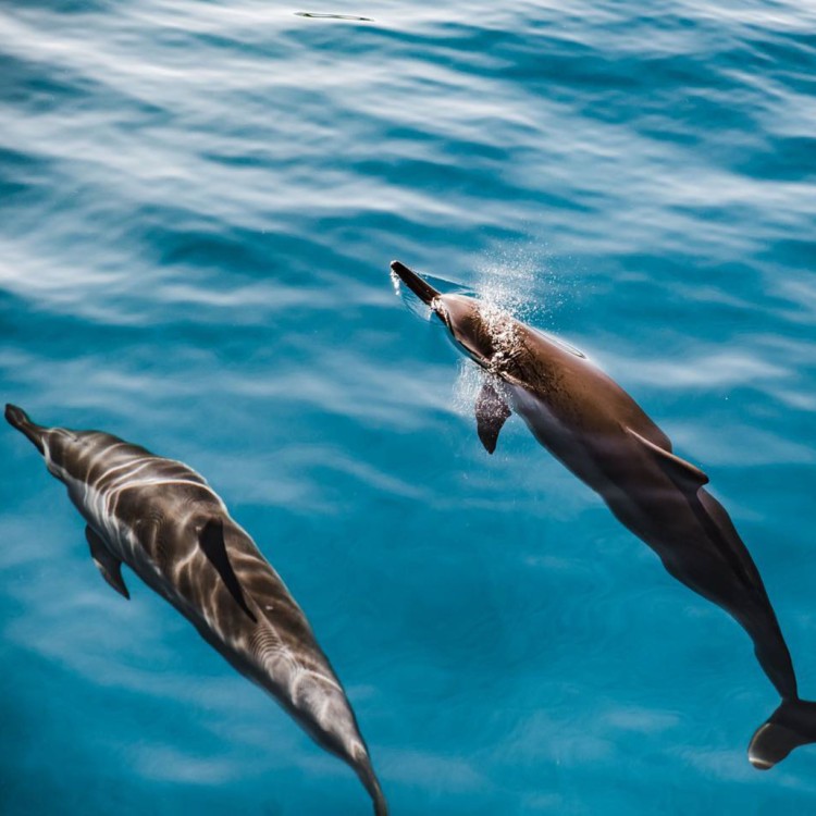 From Nungwi : Mnemba Boat Trip and Dolphin Snorkel Adventure | ®ExcursionMania