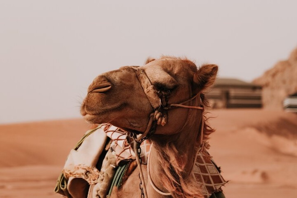 4-Days Tour of Jerash, Petra, Wadi Rum & Dead Sea from Amman | ®ExcursionMania