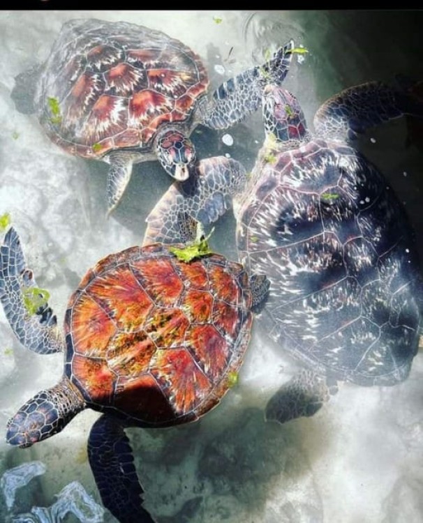 Nungwi Aqurium with sunset at kendwa Beach half day tour | ®ExcursionMania
