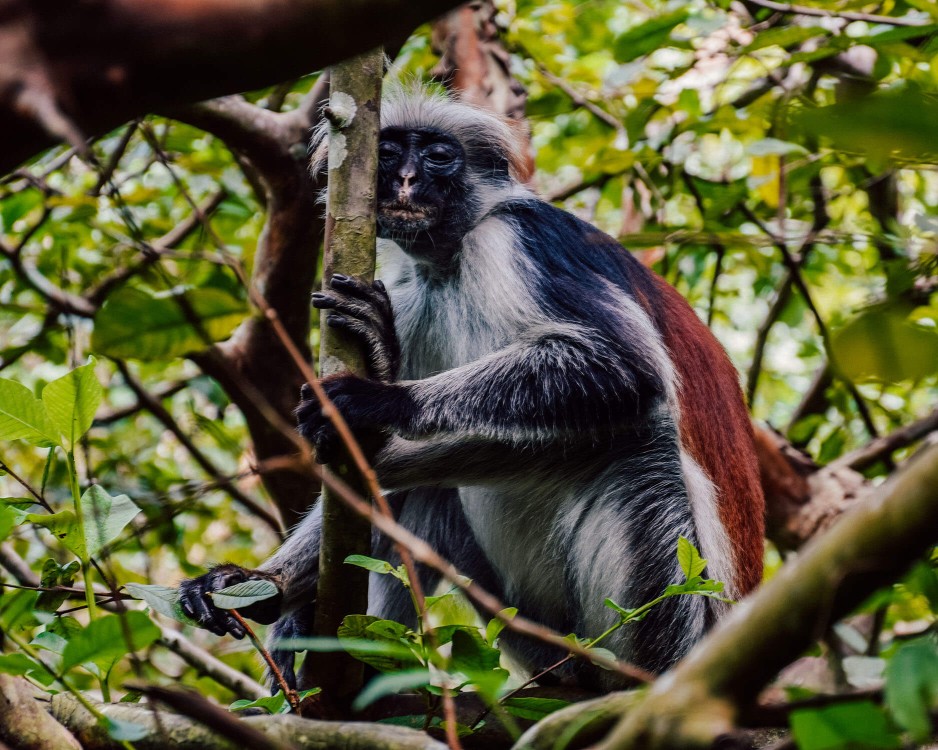 Zanzibar: Jozani nature walk and wildlife tour | ®ExcursionMania
