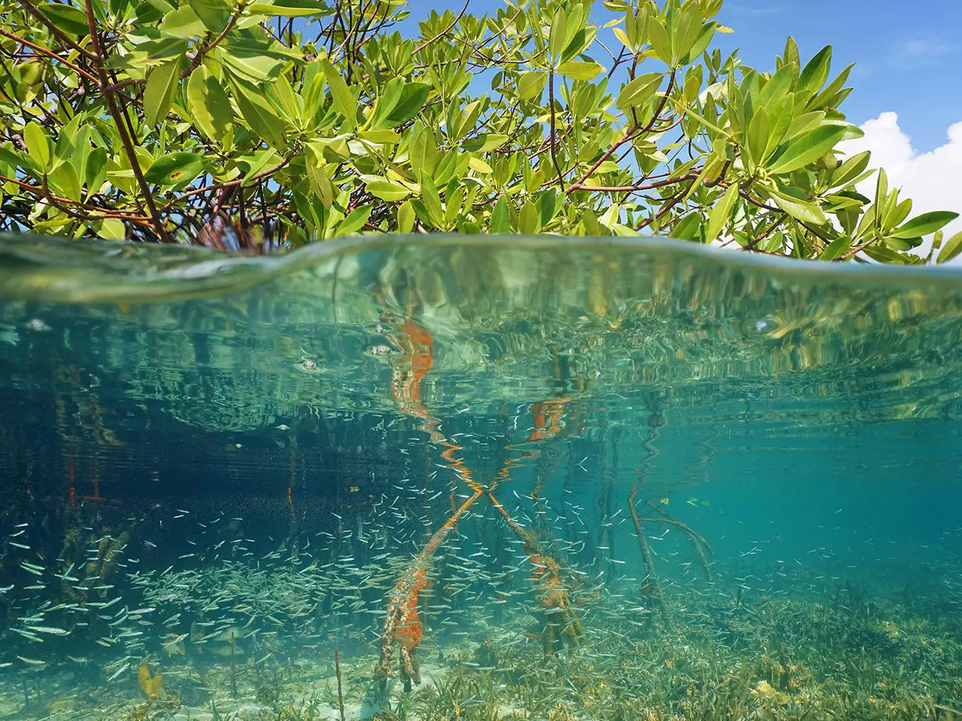 Zanzibar: Jozani nature walk and wildlife tour | ®ExcursionMania