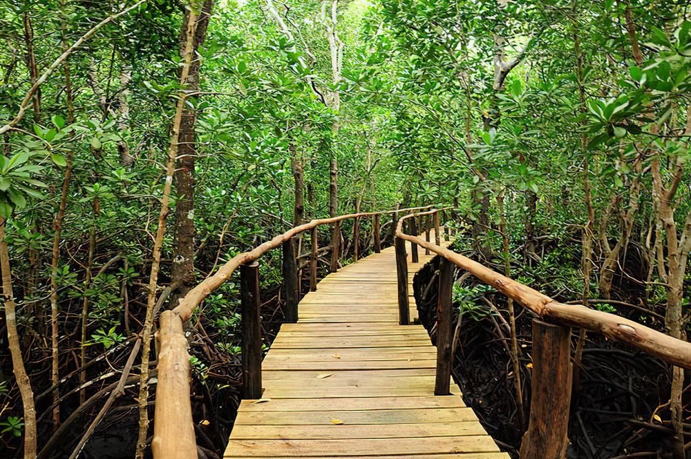 Zanzibar: Jozani nature walk and wildlife tour | ®ExcursionMania