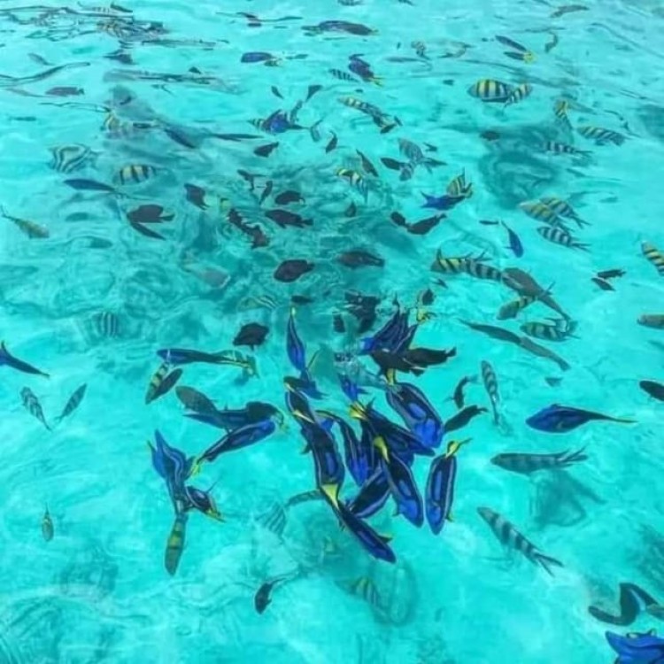 Zanzibar: safari blue adventure | ®ExcursionMania