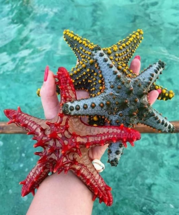 Mnemba island &Nungwi Aquarium & Sunset at kendwa full day | ®ExcursionMania