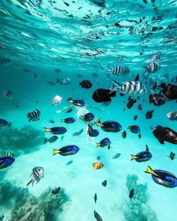 Mnemba island &Nungwi Aquarium & Sunset at kendwa full day | ®ExcursionMania