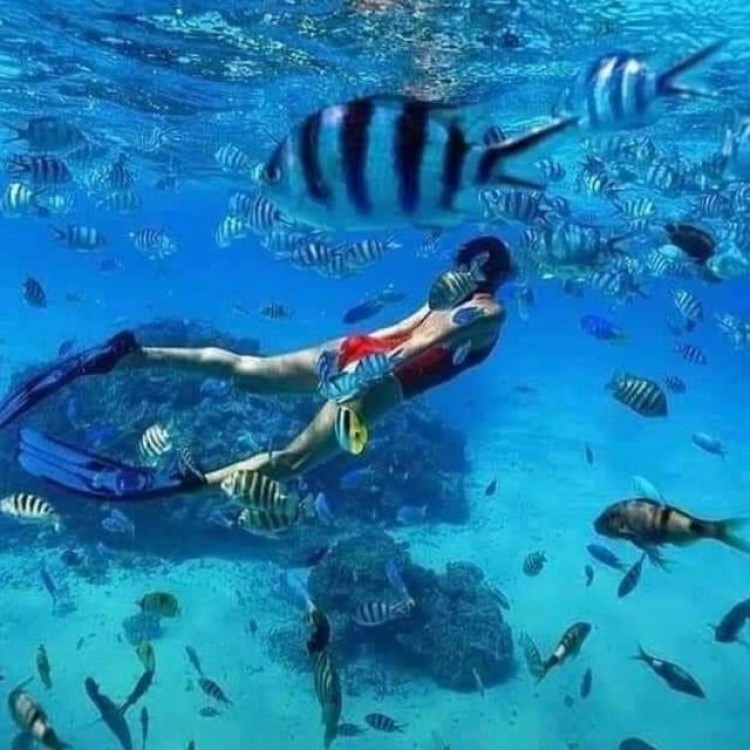 Mnemba island &Nungwi Aquarium & Sunset at kendwa full day | ®ExcursionMania
