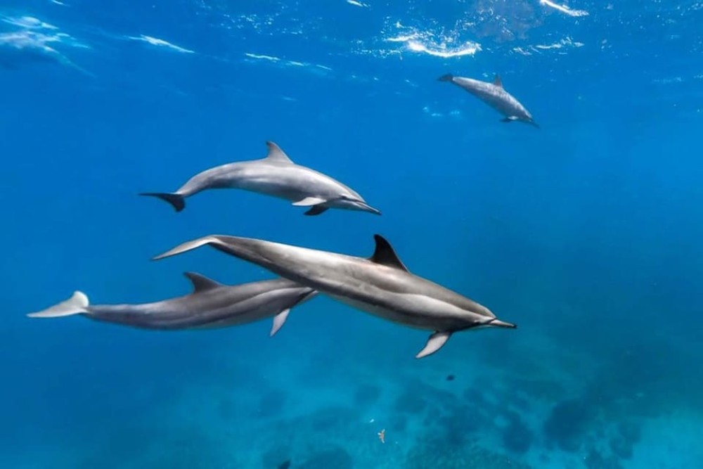 Dolphin Tour, Ngonga Cave, Kuza Cave, Blue Lagoon, The Rock | ®ExcursionMania