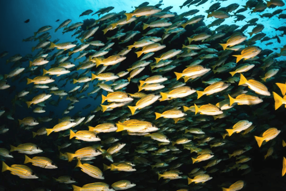 Dolphin Tour, Ngonga Cave, Kuza Cave, Blue Lagoon, The Rock | ®ExcursionMania