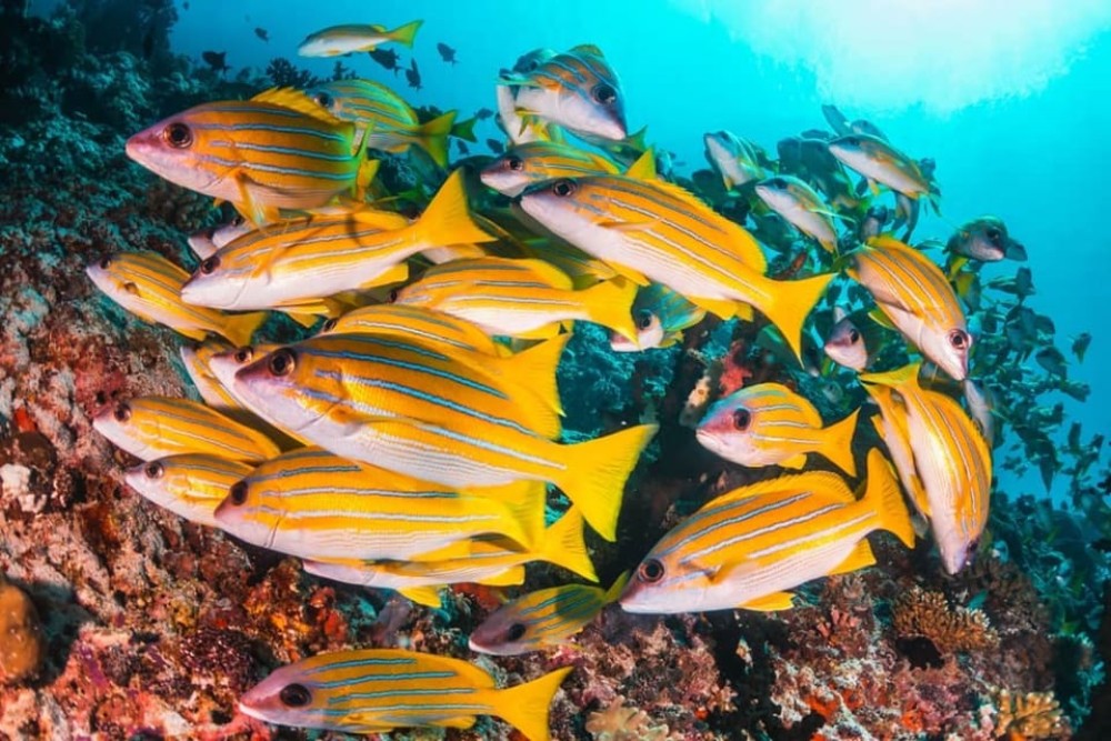 Dolphin Tour, Ngonga Cave, Kuza Cave, Blue Lagoon, The Rock | ®ExcursionMania