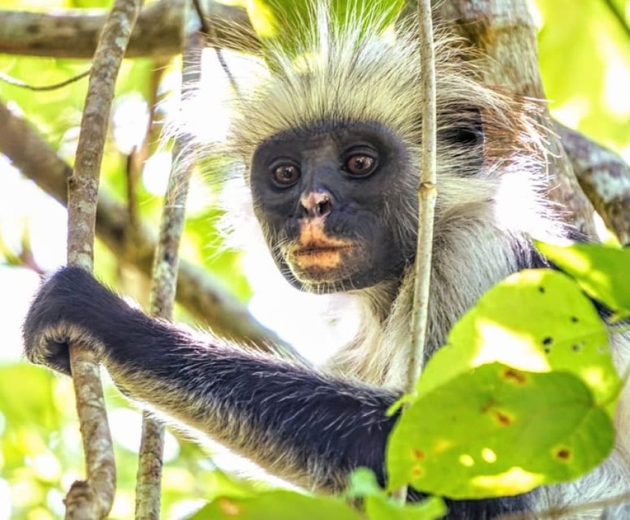 Jozani Forest, Pongwe, Snorkeling with Turtles, Clear Kayak | ®ExcursionMania