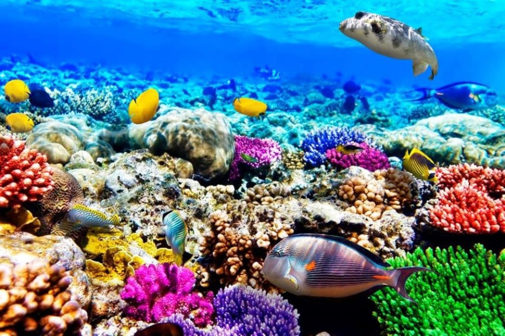 Kuza Cave, Paje Beach, Blue Lagoon, The Rock, Horse Riding | ®ExcursionMania