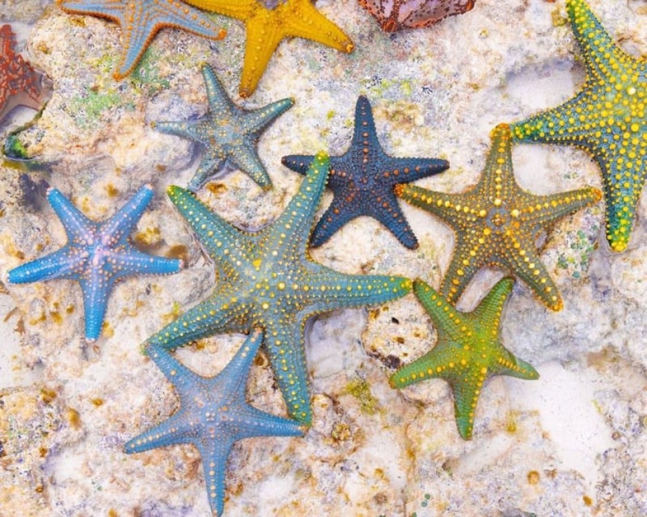 Kuza Cave, Paje Beach, Blue Lagoon, The Rock, Horse Riding | ®ExcursionMania