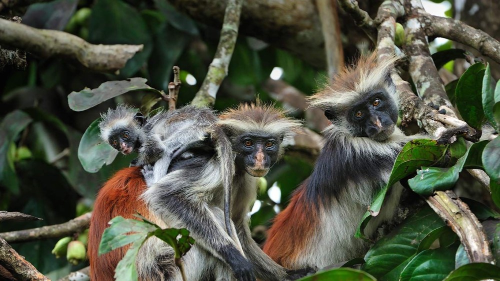 Zanzibar: Mnemba Island, Monkeys & Kuza Cave Private Tour | ®ExcursionMania