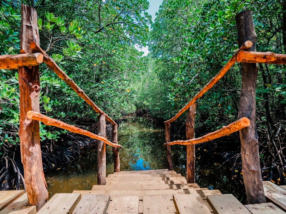 Dolphin Tour, Kuza Cave, The Rock, Paje Beach, Jozani Forest | ®ExcursionMania