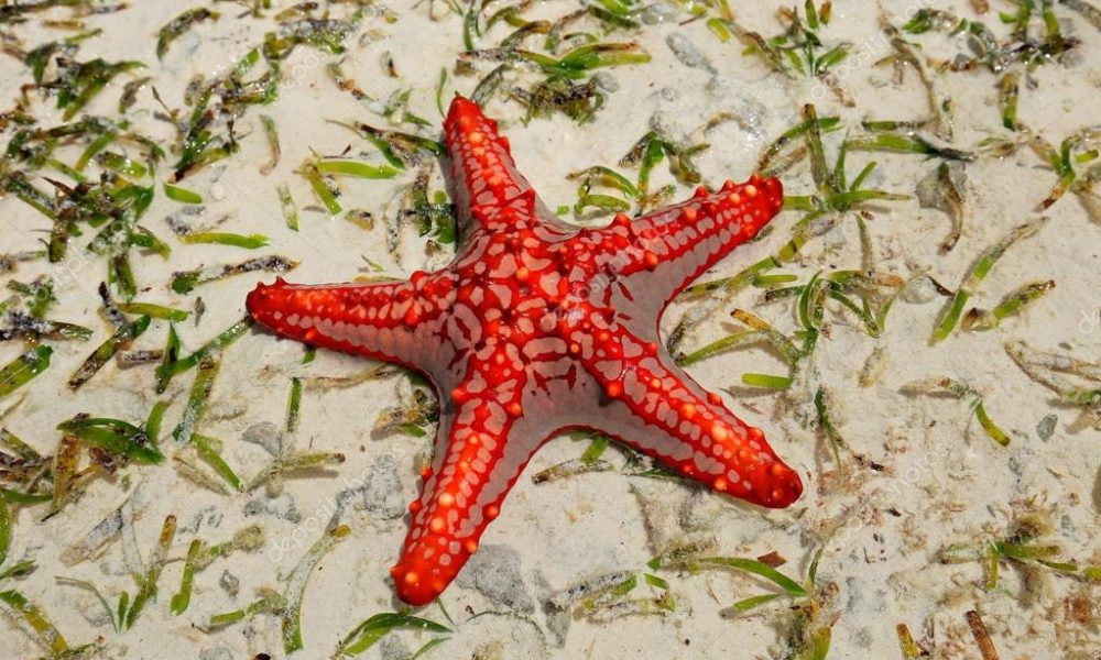 Dolphin Tour, Blue Lagoon, Starfish, The Rock, Paje Beach | ®ExcursionMania