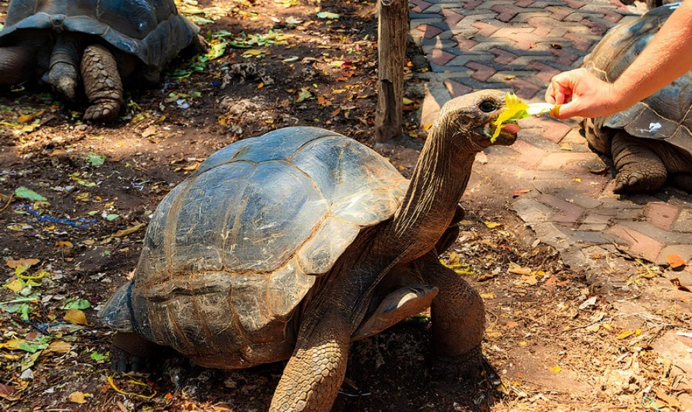 Private tour: Spice farms, Prison Islands And Stone town | ®ExcursionMania