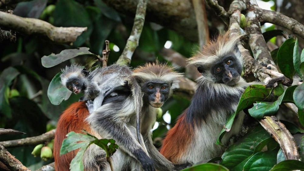 Zanzibar: Blue Lagoon, The Rock, Paje Beach, and Jozani Tour | ®ExcursionMania