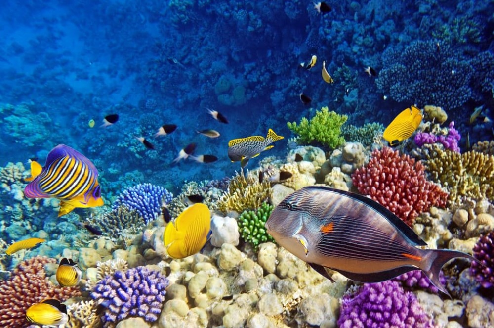 Zanzibar: Blue Lagoon, The Rock, Paje Beach, and Jozani Tour | ®ExcursionMania