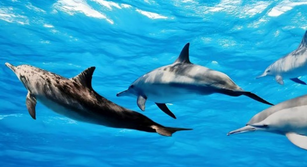 From Zanzibar: Mnemba Boat Tour with Snorkeling & Dolphine | ®ExcursionMania