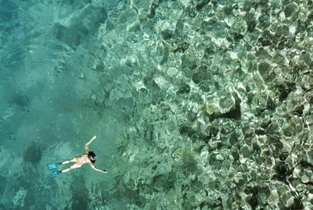 From Zanzibar: Mnemba Boat Tour with Snorkeling & Dolphine | ®ExcursionMania