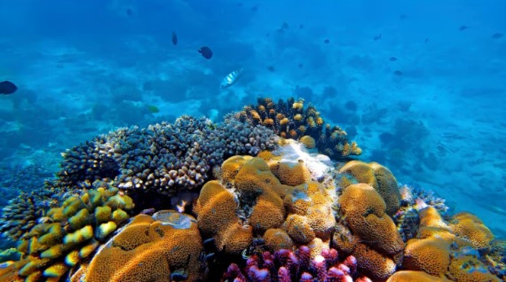 From Zanzibar: Mnemba Boat Tour with Snorkeling & Dolphine | ®ExcursionMania