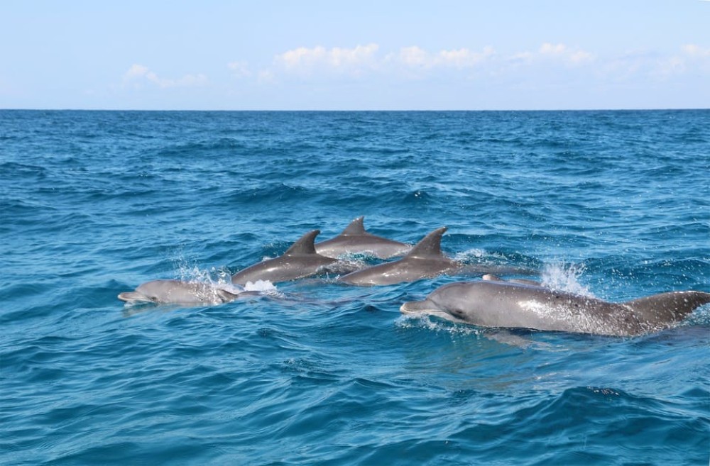 Dolphin Tour, Starfish Tour, BlueLagoon, The Rock, Kuza Cave | ®ExcursionMania