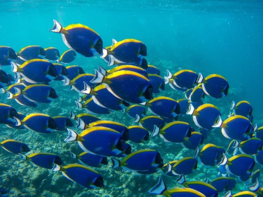 Dolphin Tour, Starfish Tour, BlueLagoon, The Rock, Kuza Cave | ®ExcursionMania