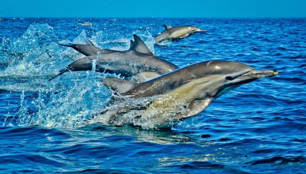 Dolphin Tour, Starfish Tour, BlueLagoon, The Rock, Kuza Cave | ®ExcursionMania