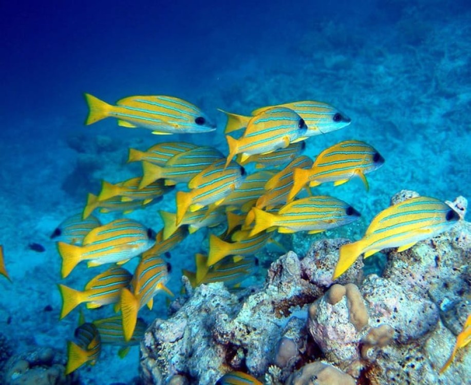 Dolphin Tour, Starfish Tour, BlueLagoon, The Rock, Kuza Cave | ®ExcursionMania