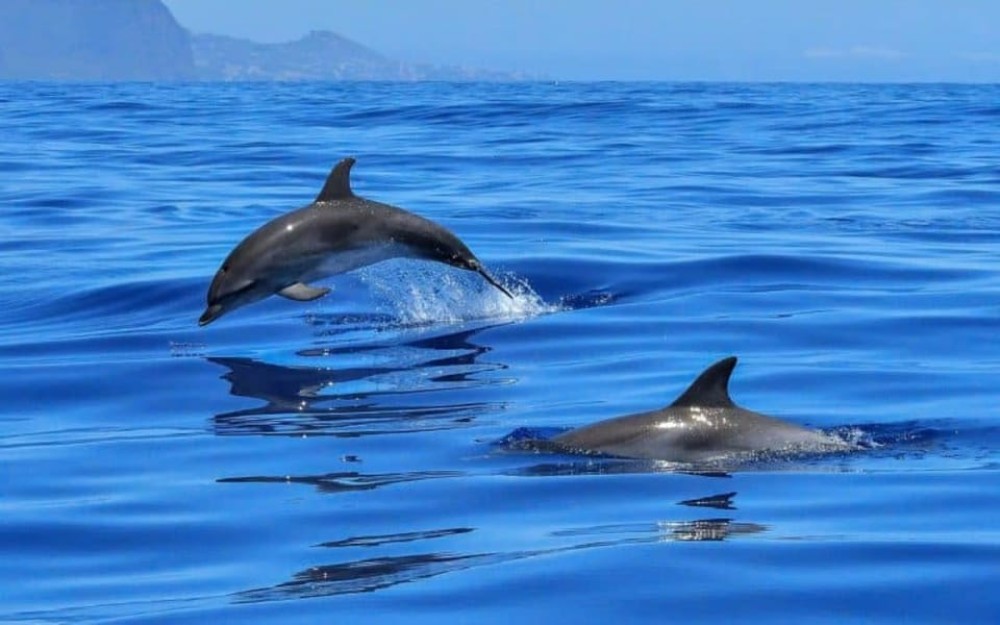 Dolphin Tour, Starfish Tour, BlueLagoon, The Rock, Kuza Cave | ®ExcursionMania